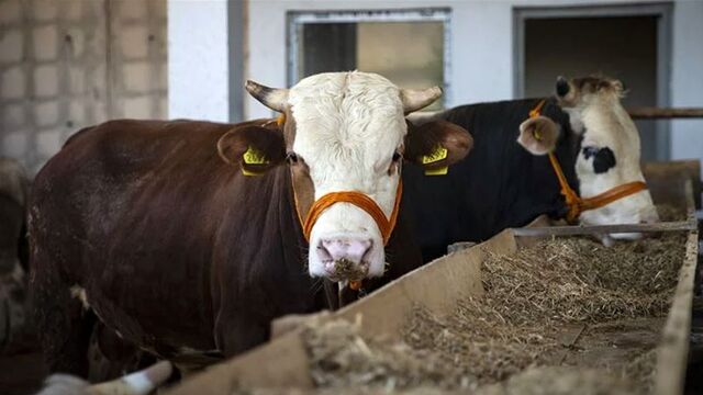 2021 kurbanlık fiyatları ne kadar?