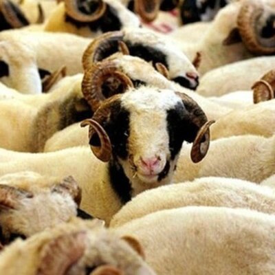 Kurban kesimi tebliği yayınlandı