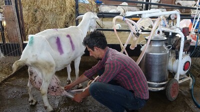 Sahipleri gözlerine inanamadı! Ağırlığının neredeyse yarısı...