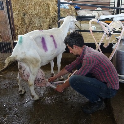 Sahipleri gözlerine inanamadı! Ağırlığının neredeyse yarısı...