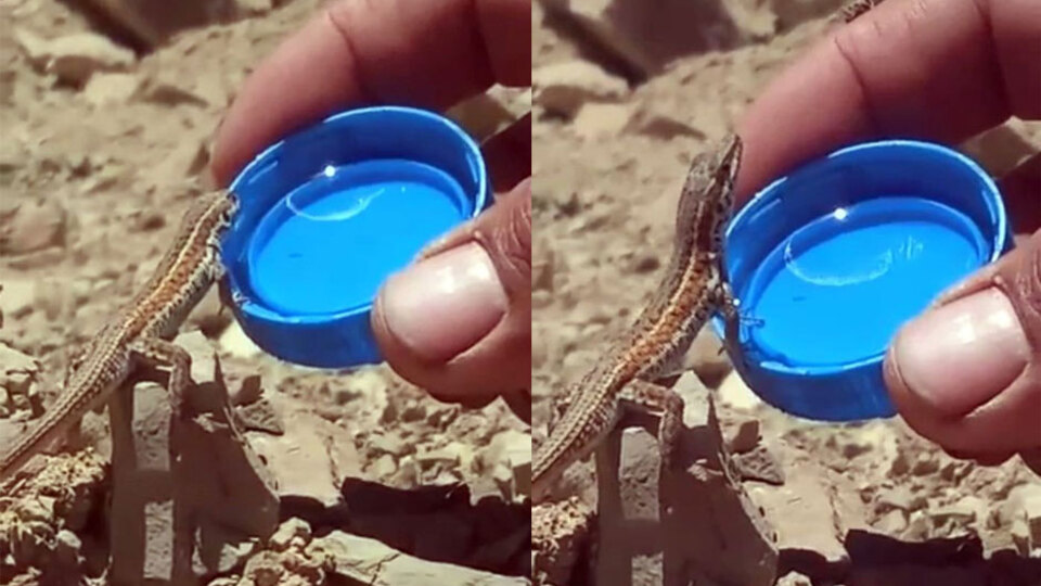 Bitkin düşen kertenkeleye böyle su içirdi