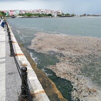 Marmara Denizi'nde ölü yengeç tedirginliği!