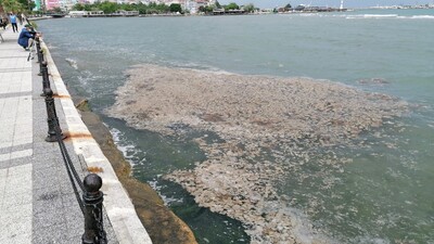 Marmara Denizi'nde ölü yengeç tedirginliği!