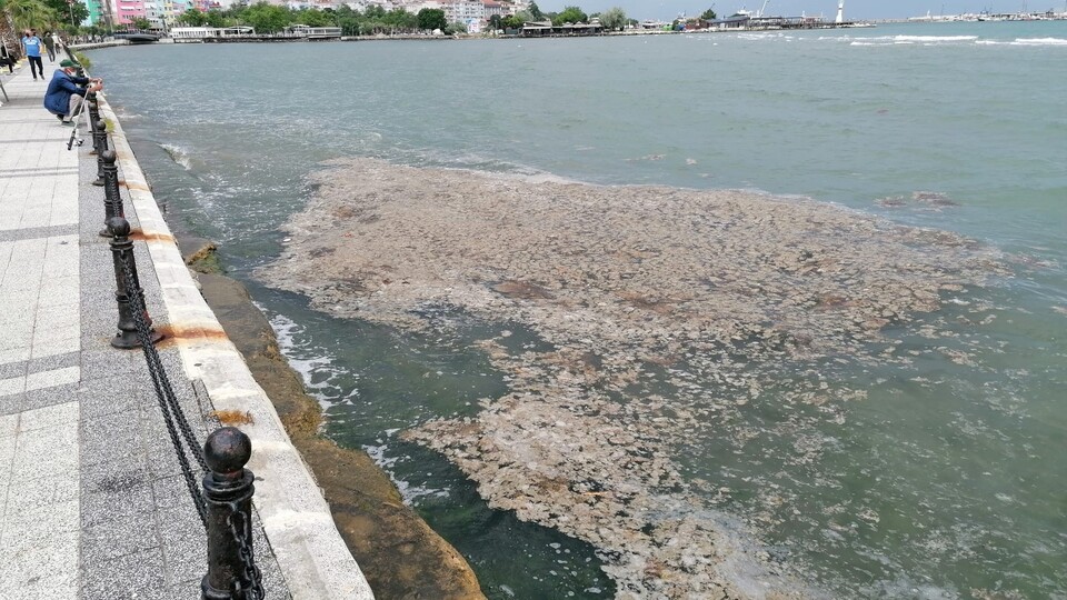Marmara Denizi'nde ölü yengeç tedirginliği!