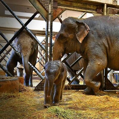 Begümcan bir kez daha anne oldu