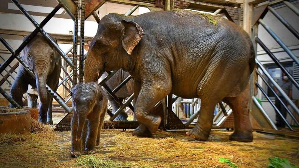 Begümcan bir kez daha anne oldu