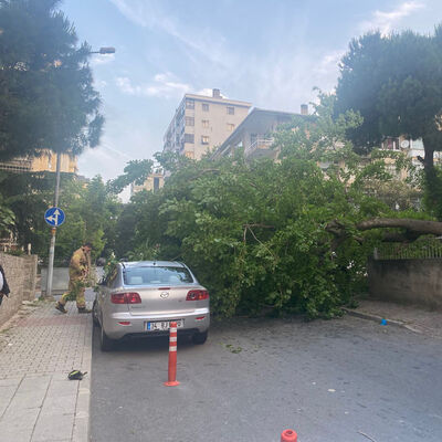 Aracın üstüne devrildi! Vatandaşlar dut topladı