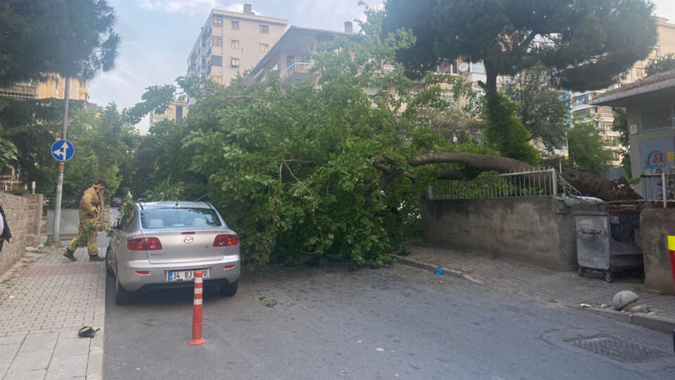 Aracın üstüne devrildi! Vatandaşlar dut topladı