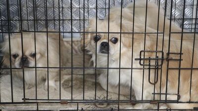 Ses telleri alınmıştı! Korkunç olayda dava üstüne dava