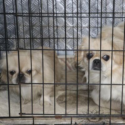 Ses telleri alınmıştı! Korkunç olayda dava üstüne dava