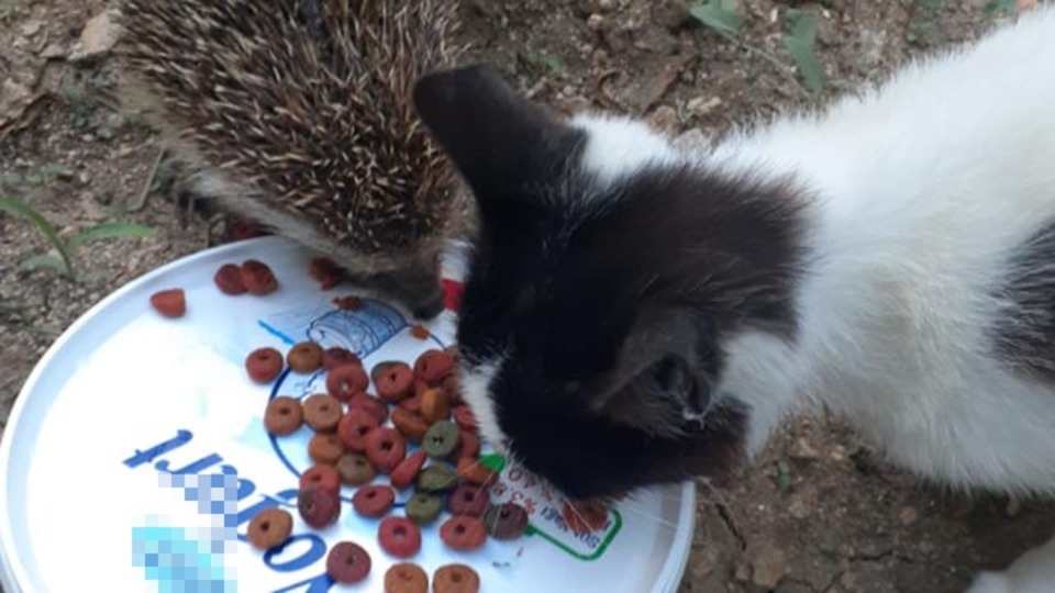 Kirpi - kedi kardeşliği kamerada!