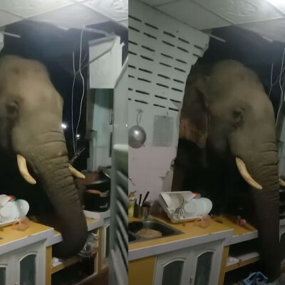 Ev sahipleri gürültüyle uyandı! Manzara şoke etti