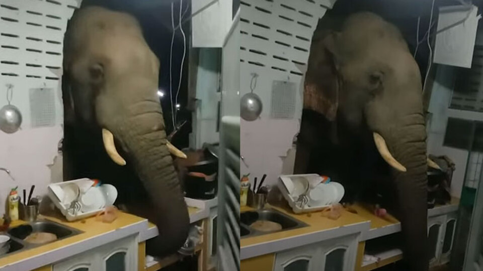 Ev sahipleri gürültüyle uyandı! Manzara şoke etti