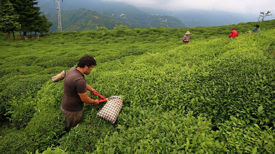 Çay budama paraları ne zaman verilecek 2021?