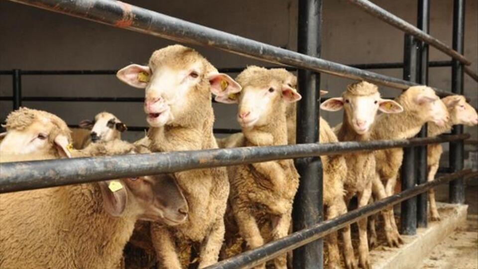 Kurban bayramına geri sayım