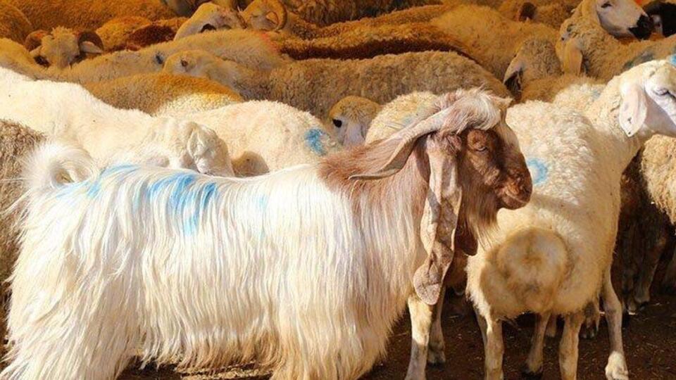 2021 kurbanlık fiyatları ne kadar olacak?