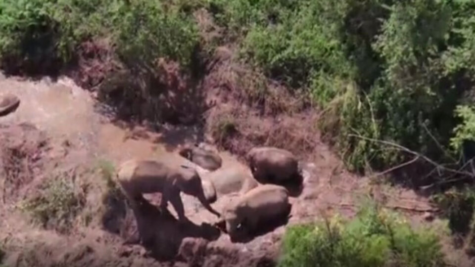 Fil sürüsünün çamur banyosu keyfi gülümsetti
