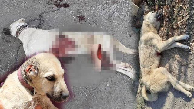 Caniler durmuyor! Bıçakla katlettiler