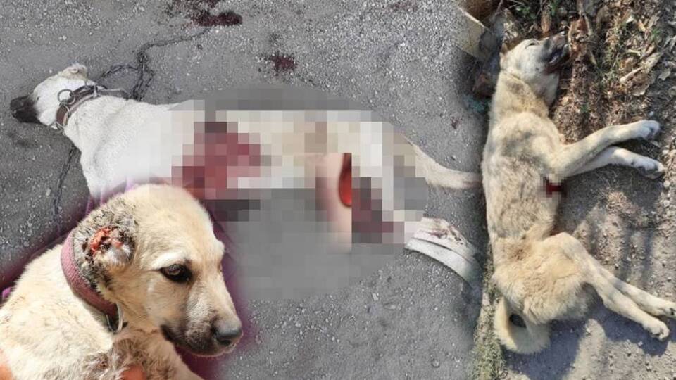 Caniler durmuyor! Bıçakla katlettiler