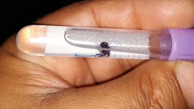 Keneye bir kurban daha!