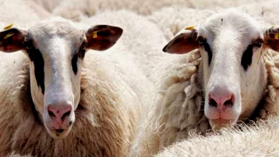 2021 kurbanlık fiyatları ne kadar olacak?