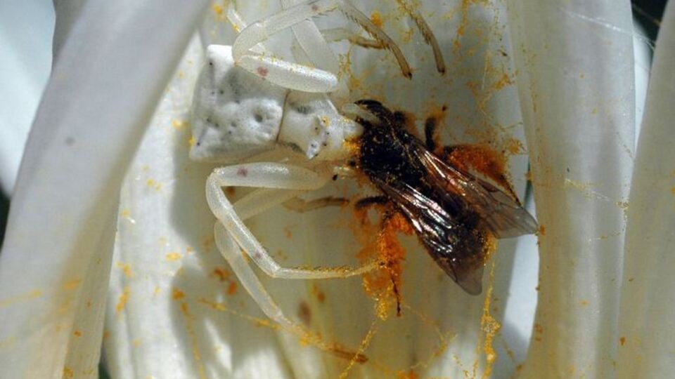 İnsan yüzlü örümcek (Thomisus onustus) nedir?