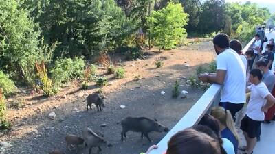 Mahalle arasında ilginç görüntü!