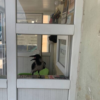 Ağzını açıp bekliyor... Kasiyer karga!