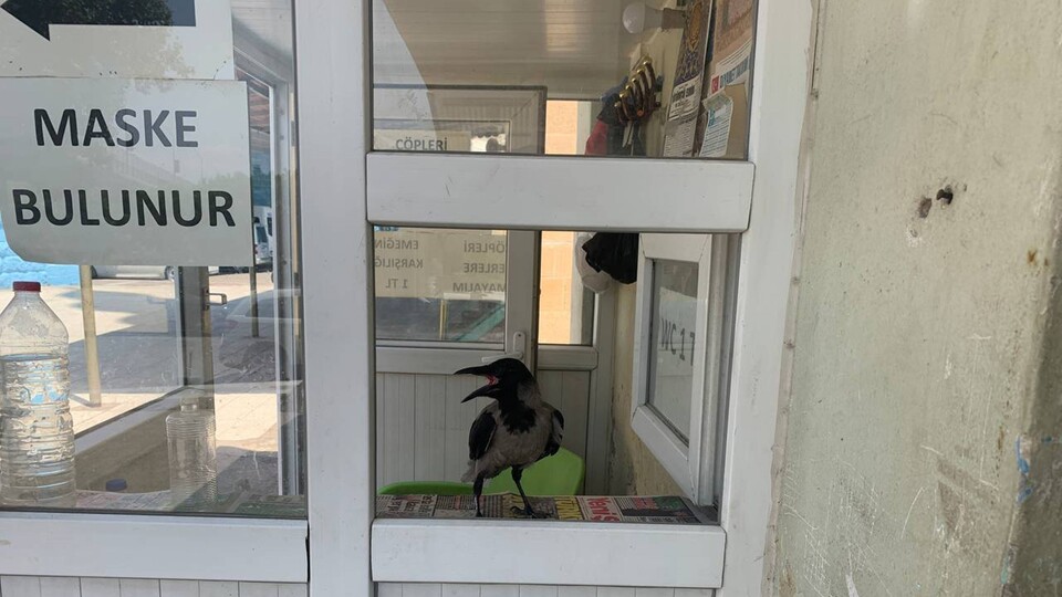 Ağzını açıp bekliyor... Kasiyer karga!