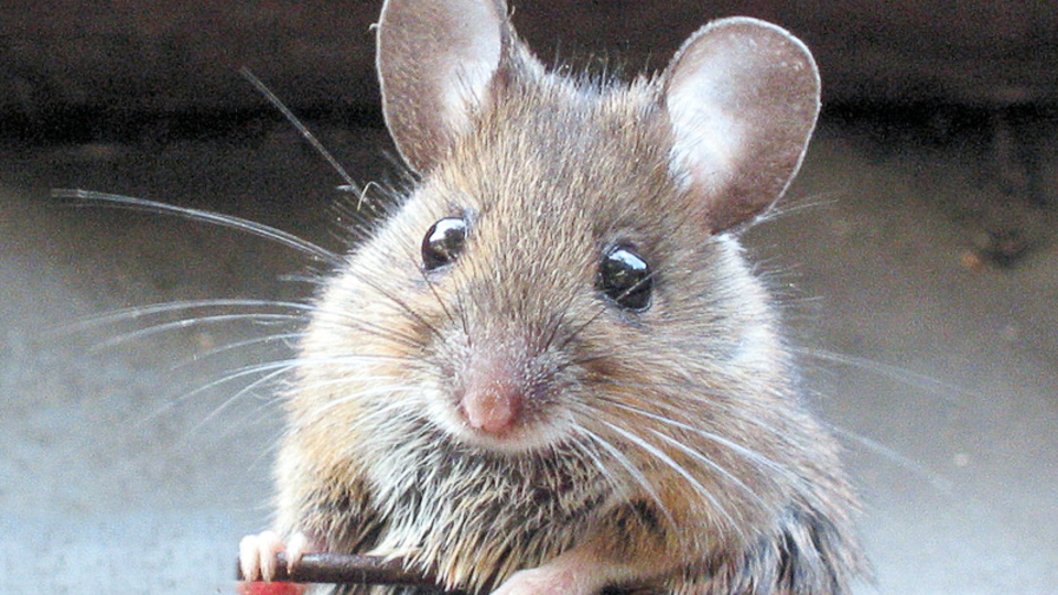 Rüyada fare görmek ne demek?