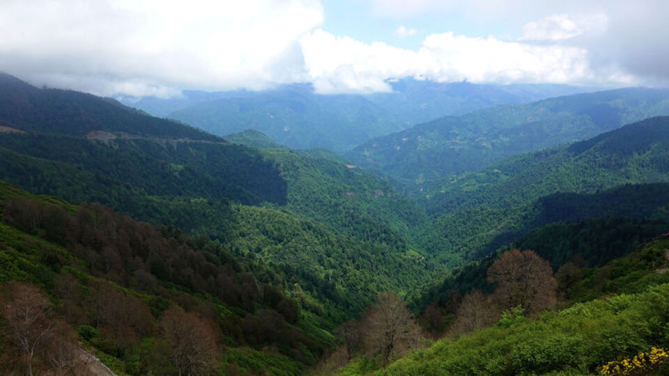 Ormanları, endemik bitkileri ve Kafkas arılarıyla Camili