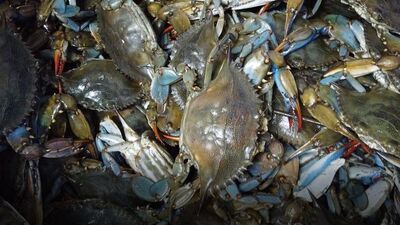 Balon balığından sonra... Akdeniz ve Karadeniz'de...