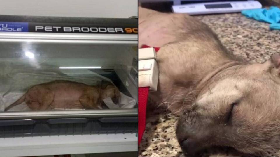 Yavru köpeğe sopalı dayak: 1033 TL