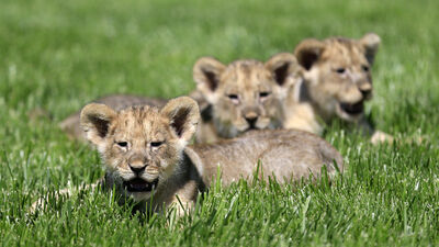 Kardeş aslanlar ilgi odağı oldu