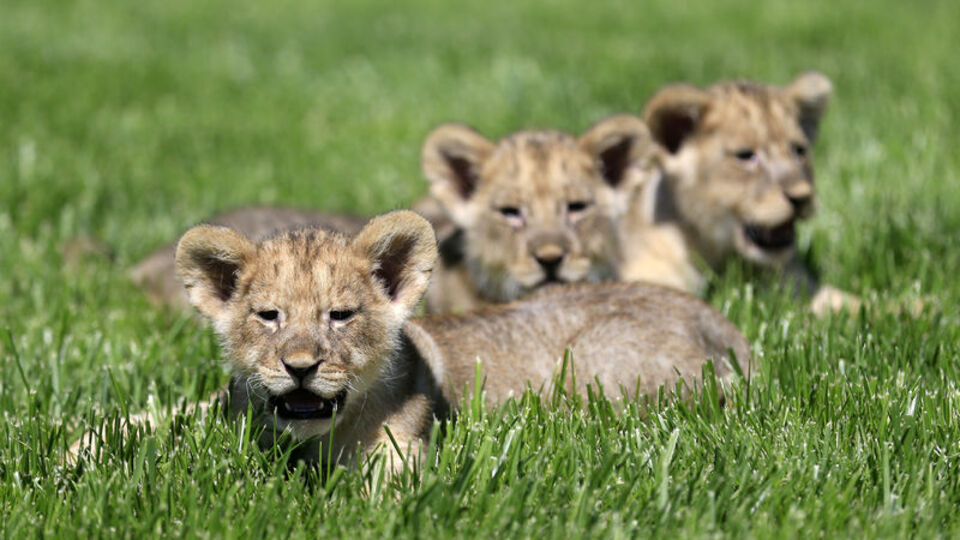Kardeş aslanlar ilgi odağı oldu