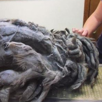 Bahçede bulduğunda ölmek üzereydi... 5 ayda inanılmaz değişim!