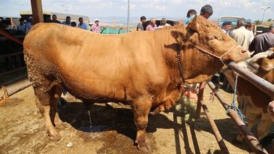 2021 kurbanlık fiyatları ne kadar olacak?