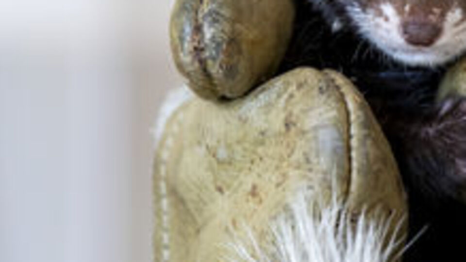 Baygın halde bulundu... Nadir rastlanıyor