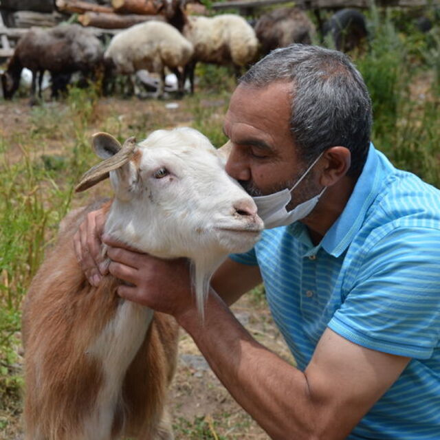 Ayıya kafa tutmuştu, sahibinden kurbanlık kararı