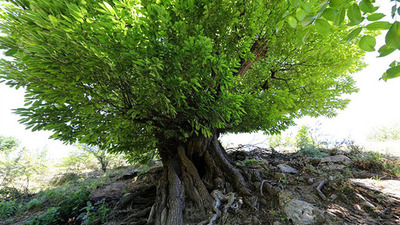 Tescillendi... Tam 410 yıllık!