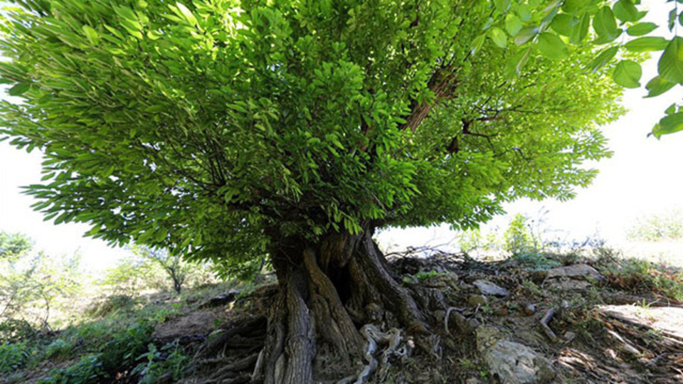 Tescillendi... Tam 410 yıllık!