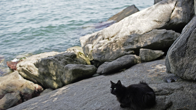 Kedilere sokağa çıkma yasağı!