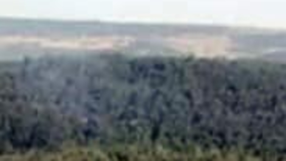 İzmir'de korkutan orman yangını!