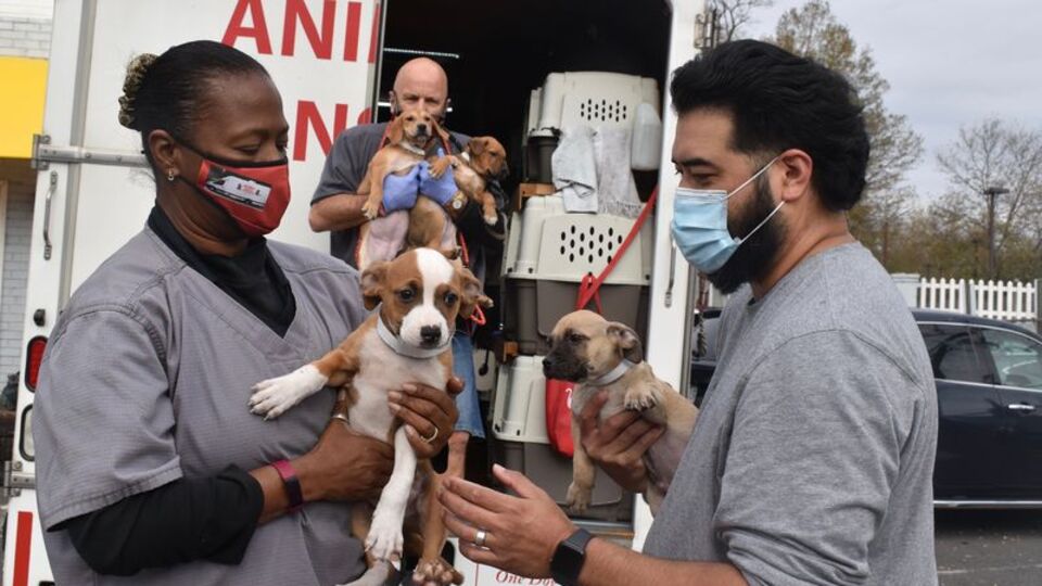 Covid-19: Kediler ve köpekler de hastalığa yakalanabiliyor