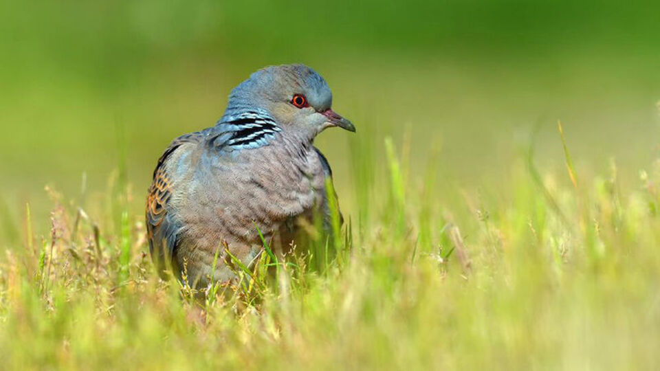 Nesli tükeniyor! Av için onay