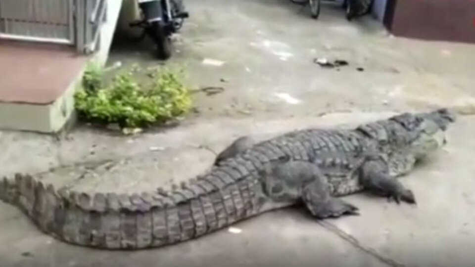 Sokakta gezinen dev timsah şaşkına çevirdi