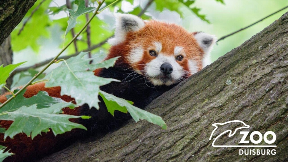 Hayvanat bahçesindeki panda kayıplara karıştı