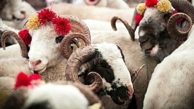 Kurban Bayramı ne zaman?