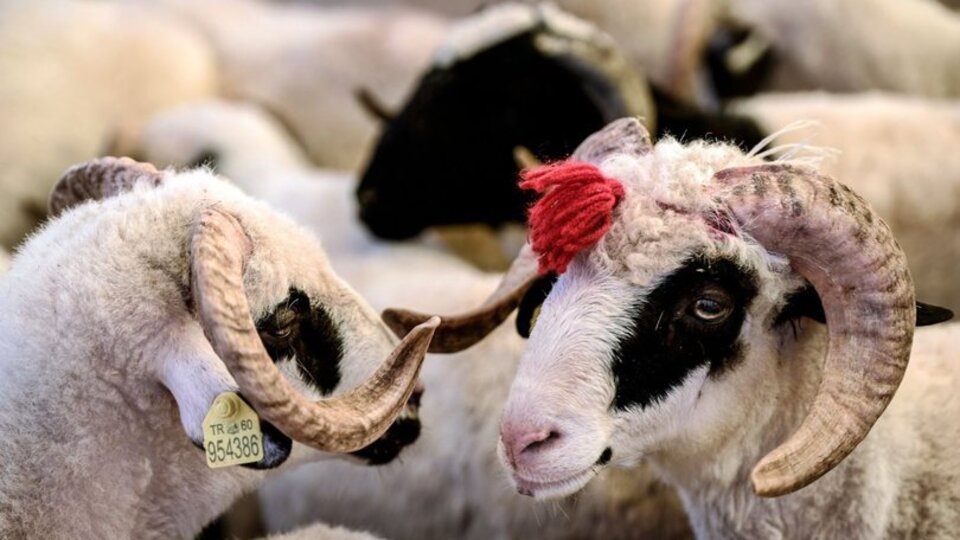 Kurbanlık fiyatları ne kadar?