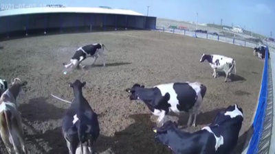 Boğa bir anda çıldırdı!